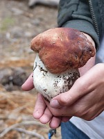 Tom's mushroom