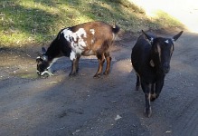 It rainded, grass grew and goats can snub their carefully scrubbed bucket with fresh water and drink from puddles...