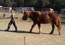 Lisa has to train her own pony.