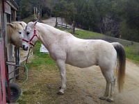 Ned with Icelandic ponies Trausti and Osp.