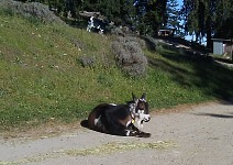 Večernice na vyhřáté silnici.