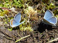Blue butterflies. Blue butterflies.