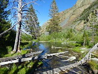 A portion of a beaver dam.