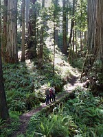 We're standing on a redwood trunk that fell across a creek.