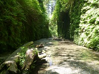 A rare moment when no tourists are teeming in Fern Canyon. A rare moment when no tourists are teeming in Fern Canyon.