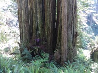 Treesome. Treesome.