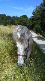 Ned in horse heaven — belly-deep in grass.