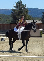 Percheron Perch. Percheron Perch.