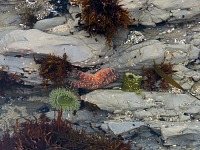 Starfish have re-appeared in Pacific this year. Starfish have re-appeared in Pacific this year.