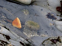 Rock and little tentacles. Rock and little tentacles.
