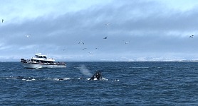 Whales were sticking out their snouts. Whales were sticking out their snouts.