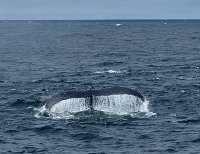 Sid and the children went whale-watching. Sid and the children went whale-watching.