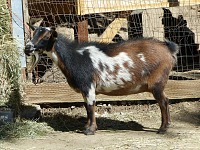 We tried not to neglect our animals — Twilight. We tried not to neglect our animals — Twilight.