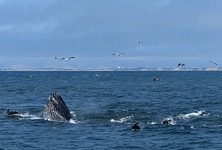 Kromě hvězdic se vrátily do Montereyské zátoky i sardinky a tak bylo pod hladinou i nad ní pěkně rušno.