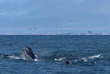 Besides starfishes, sardines had returned to Montereyské bay, and caused frantic action both below and aove the surface.