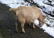 Kozu sánskou sníh nezkrušil. Kozu sánskou sníh nezkrušil.