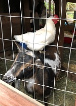 Mladými slepicemi poklovaná slípka Vanilka žádá o azyl u kozenek. Mladými slepicemi poklovaná slípka Vanilka žádá o azyl u kozenek.
