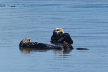 Vydry na Moss Landing. Vydry na Moss Landing.