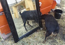 Licky is looking for the other goat.