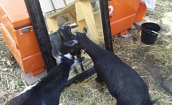 A mirror appeared in the stables...