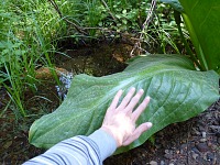 Oregonu has rain forests, and everything grows.