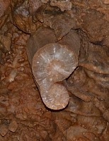 Stalagtite cross-section. Stalagtite cross-section.