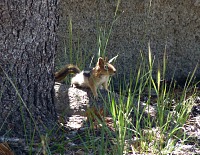 Chipmunk. Chipmunk.