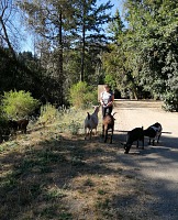 Thanks to Pepe I now have a picture of myself taking my goats on pasture.