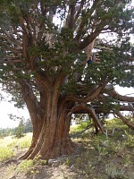 Tree in Carson Spur. Tree in Carson Spur.