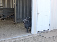 Goaties continued to be shy in their new place.