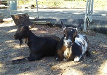 Goaties have it easy at Toni's