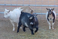 Noodles, Alice and Annie.