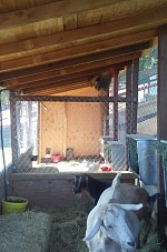 New pen, with a movable partition, direct water line and other amenities.