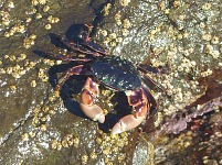 Crabs nibbling on something on the rocks — either algae, or perhaps water snails? Crabs nibbling on something on the rocks — either algae, or perhaps water snails?