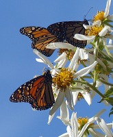 Wintering Monarchs in Pacific Grove. Wintering Monarchs in Pacific Grove.