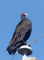 They had spotted a beautiful vulture there showing off on a pole. They had spotted a beautiful vulture there showing off on a pole.