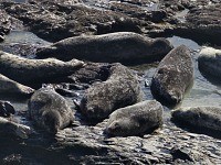 Sea lions having an afternoon nap. Sea lions having an afternoon nap.