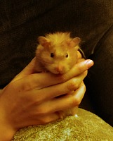 Our hamster Sunny left us suddenly and unexpectedly. Our hamster Sunny left us suddenly and unexpectedly.
