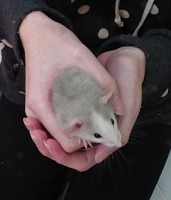 Annie the rat. Annie the rat.