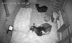 A night vision camera has revealed that the goats do the same in their pen at night and during the day - NOTHING! A night vision camera has revealed that the goats do the same in their pen at night and during the day - NOTHING!