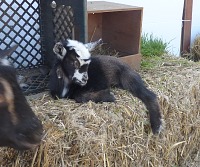 Casper is a very relaxed baby goat. Casper is a very relaxed baby goat.