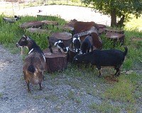 Goat kindergarten. Goat kindergarten.