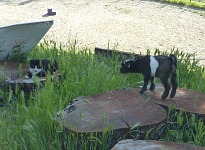 Meeting the young stable cat.