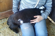 Casper, one month old, won't fit onto a person's lap anymore. Casper, one month old, won't fit onto a person's lap anymore.