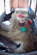 Chicken Vanilla most likely identifies as a goat. Chicken Vanilla most likely identifies as a goat.