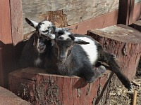 Casper enjoys the company of his cousin Pluto.