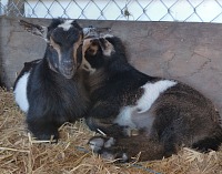 Rocket is hiding behind his older brother. Rocket is hiding behind his older brother.