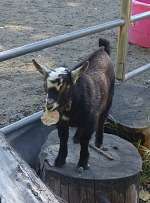 Our baby goats eat more and more solid food — although they still fight with larger leaves. Our baby goats eat more and more solid food — although they still fight with larger leaves.