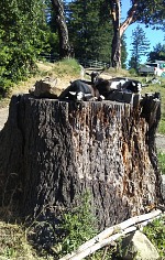 The boys were properly proud of themselves when they managed to climb up the giant stump for the first time. The boys were properly proud of themselves when they managed to climb up the giant stump for the first time.