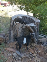 Anybody can have a shepherd dog... Anybody can have a shepherd dog...